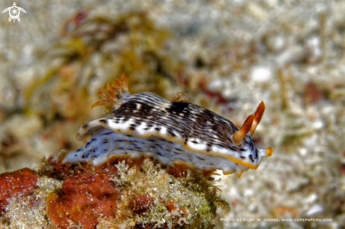A chromodoris sp. | Nudibranche