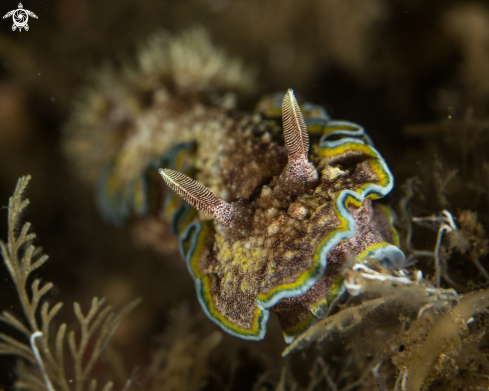 A Glossodoris cincta | Glossodoris cincta