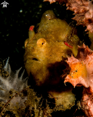 A Randall's frogfish