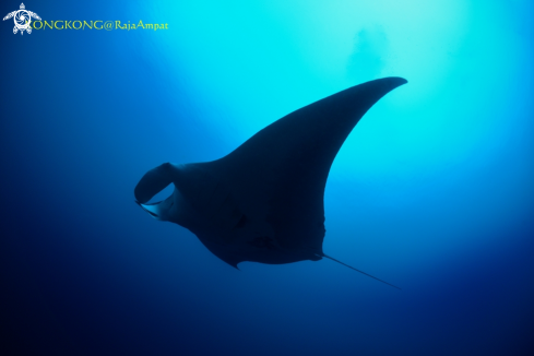 A Manta Ray