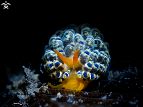 A Nudi branch