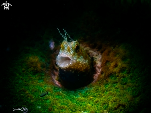 A Blenny 