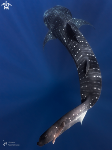 A Rhincodon typus | Whale Shark