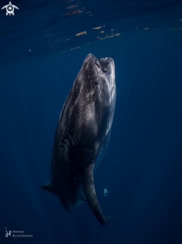 A Rhincodon typus | Whale Shark