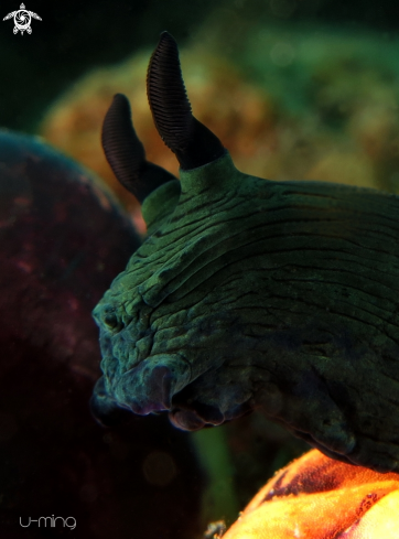 A Nembrotha Milleri | Nembrotha 