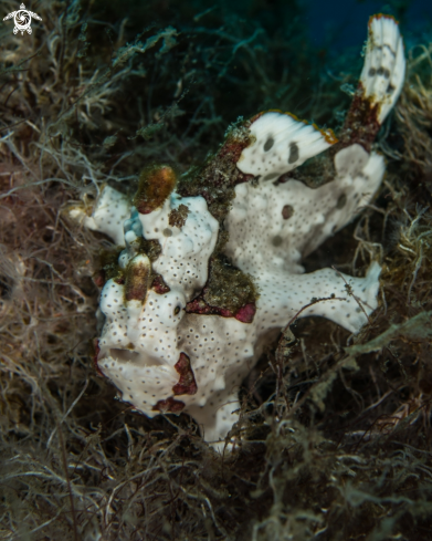 A Warty frogfish