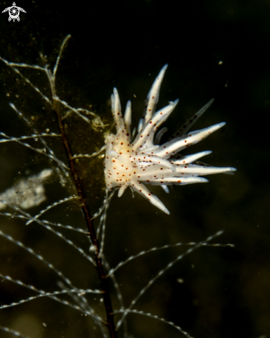 A Eubranchus sp.,