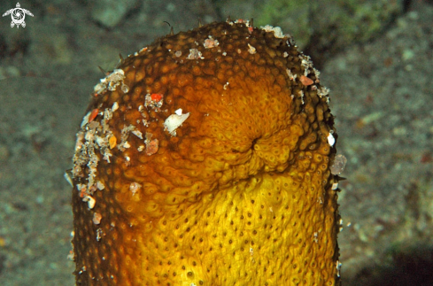 A sea cucumber