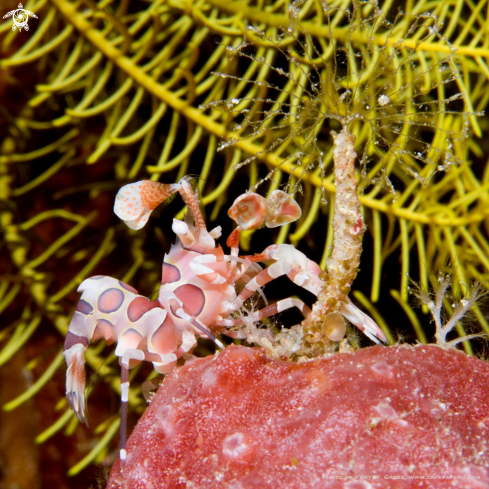 A Harlequin shrimp