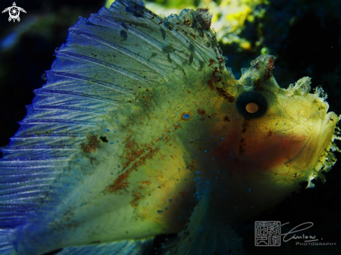 A Taenianotus triacanthus | Leaf Scorpionfish