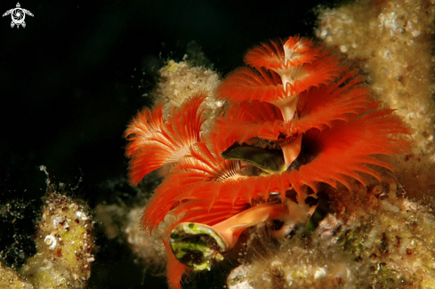 A  Spirobranchus giganteus | christmas tree worm