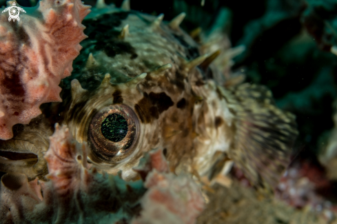 A Porcupine fish