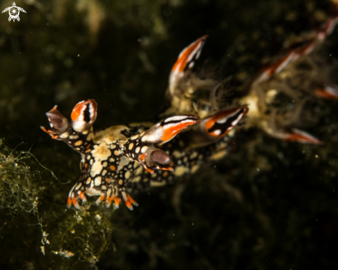 A Bornella anguilla