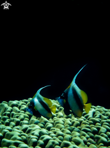 A Heniochus intermedius | Red Sea Banner Fish