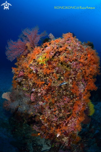 A Coral