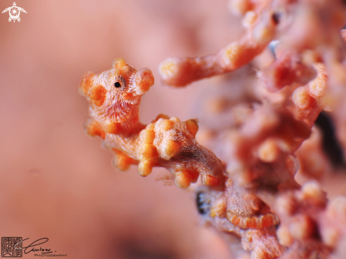 A Pygmy seahorse