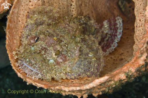 A scorpion fish