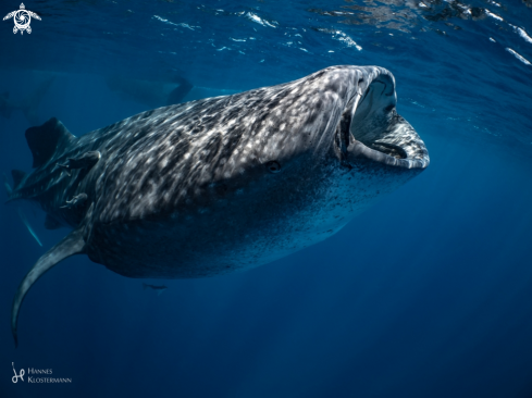 A Rhincodon typus | Whale Shark