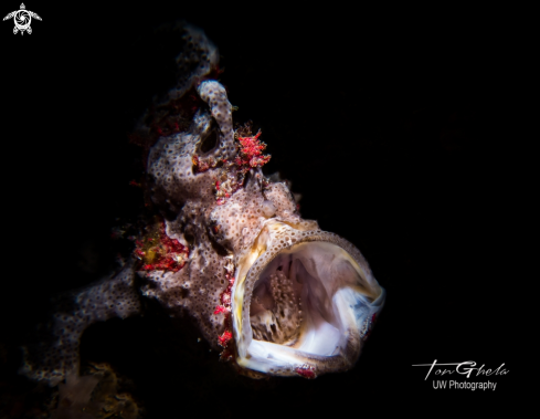 A Frogfish