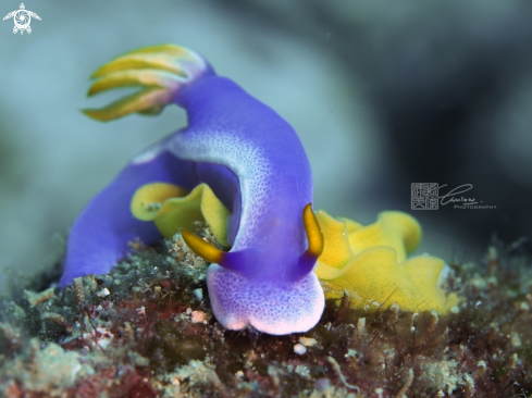 A Hypselodoris apolegma | Hypselodoris apolegma