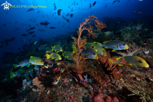 A Yellow Sweetlips