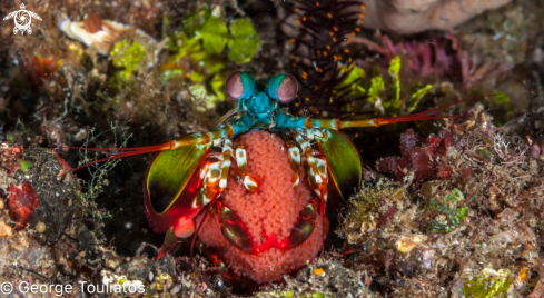 A Mantis Shrimp