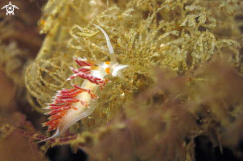 A Nudibranch