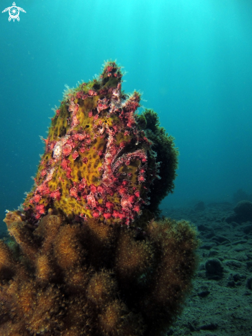 A Giant Frogfish