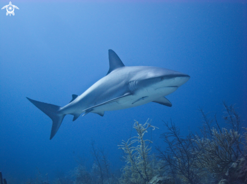 A Caribbean Reef Shark