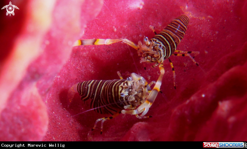A Bumble Bee Shrimps