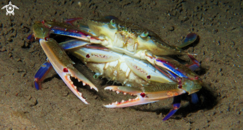 A Swimming crabs