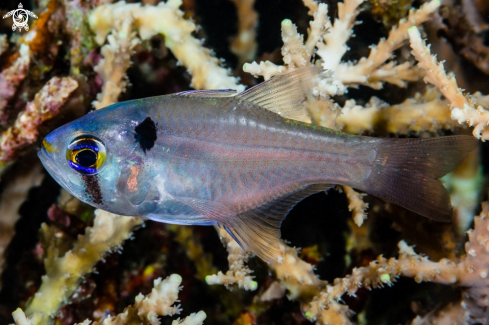 A Taenamia melasma | Blackspot Cardinalfish