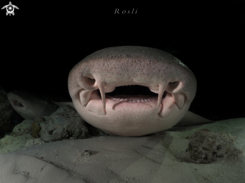 A Nurse shark