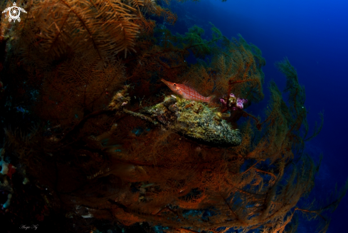 A Sea Fans