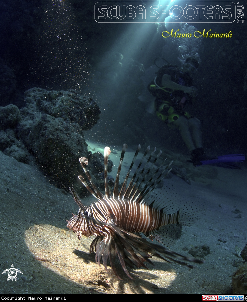 A Lionfish in the cave