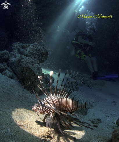 A Lionfish in the cave