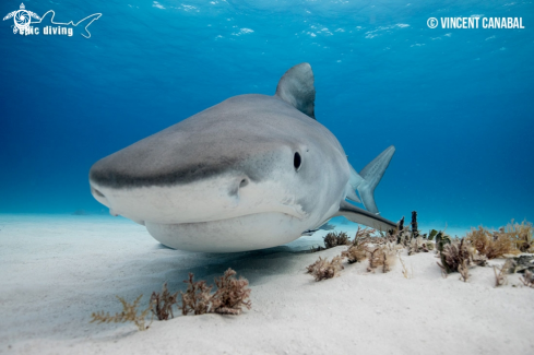 A Tiger Shark