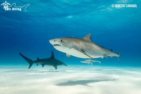 A Tiger Shark and Great Hammerhead Shark