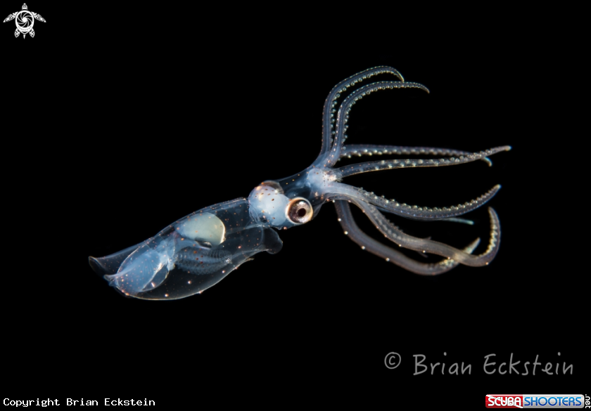 A Sharpear enope squid
