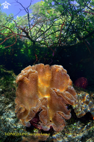 A Coral