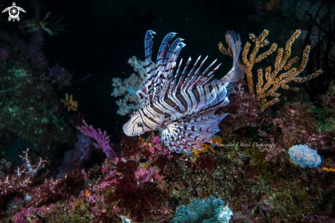 A Luna lion fish