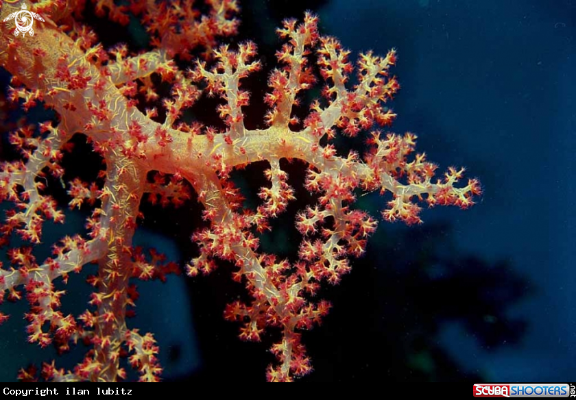 A soft corals