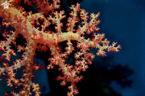 A soft corals