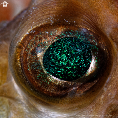 A Cyclichthys spilostylus | Eye