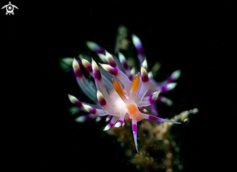 A Flabellina