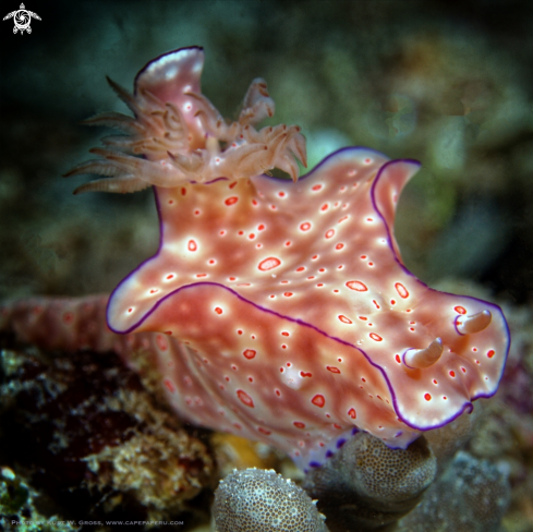 A Ceratosoma trilobatu | Nudibranche