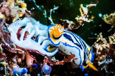 A Nudibranch