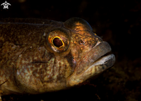 A Black goby