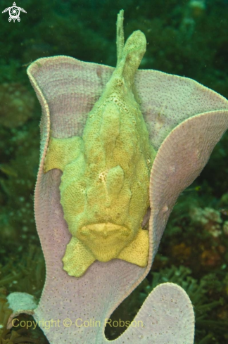 A Frog Fish