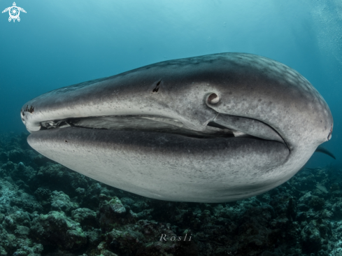 A Whale shark